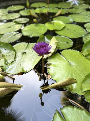 Miami Beach Botanical Garden by null