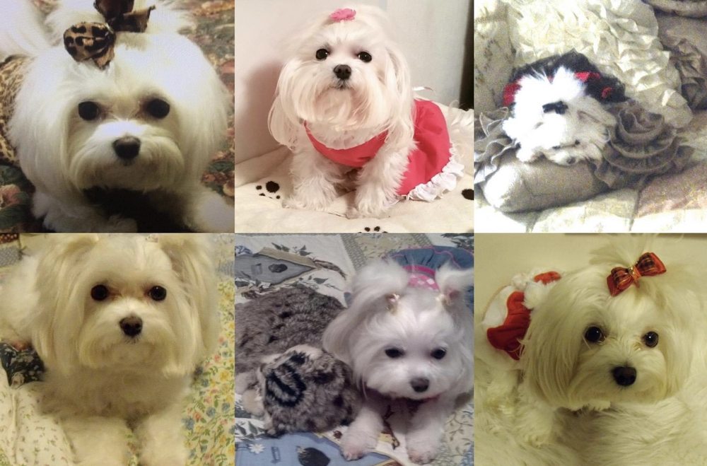 RAU ANIMAL HOSPITAL Updated August 2024 50 Photos & 95 Reviews