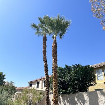 Royal Tree Service - After - Tree Services Near Me Royal Tree Service - After - Tree Services Near Me