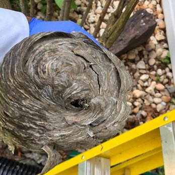 Complete Pest Solutions - Pest Control Near Me - Silver Spring, Maryland Complete Pest Solutions - Pest Control Near Me - Silver Spring, Maryland