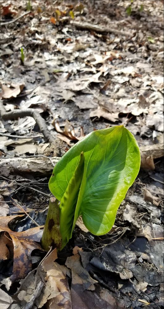 Lambert-Dehn Christian Counseling - grief counselor in Cape Saint Claire, MD