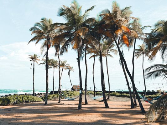 Caribe Hilton by null