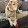 Photo of Peticure Paws