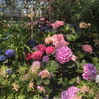 Garfield Park Conservatory - The Hydrangeas were vibrant, huge and beautiful! - Parks Near Me - Chicago, Illinois