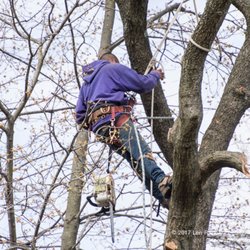 Atlantic Tree Service