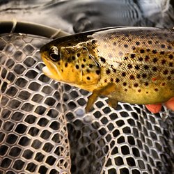 Reel Catskills - Neversink Brown Trout
