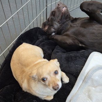 Silver Valley K9 Lodge - Pet Boarding Near Me - Kellogg, Idaho