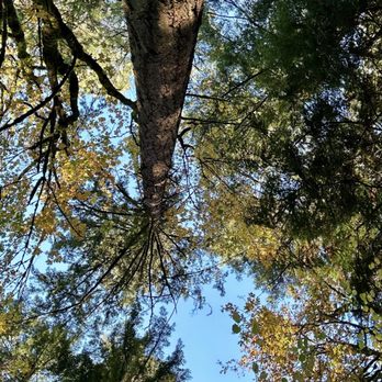 Grand Forest - Large ponderosa - Hiking Near Me - Bainbridge Island, Washington