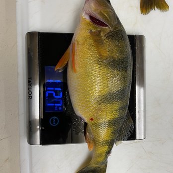 Birch Glen Lodge and Motel - Lake Cascade perch - Hotels Near Me - Cascade, Idaho Birch Glen Lodge and Motel - Lake Cascade perch - Hotels Near Me - Cascade, Idaho