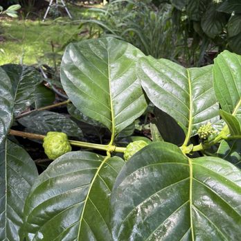 North Shore Macadamia Nut - Not breadfruit - Coffee & Tea Near Me - Haleiwa, Hawaii North Shore Macadamia Nut - Not breadfruit - Coffee & Tea Near Me - Haleiwa, Hawaii