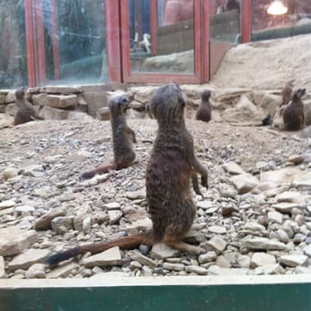 Tropical World Leeds - Meerkats! - Zoos Near Me - Leeds, ABE Tropical World Leeds - Meerkats! - Zoos Near Me - Leeds, ABE