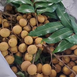 BF Yang Foods - One of our main tropical fruits: Longan. What is a longan? A delicious grape like texture fruit thats sweet and refreshing. Peel n eat