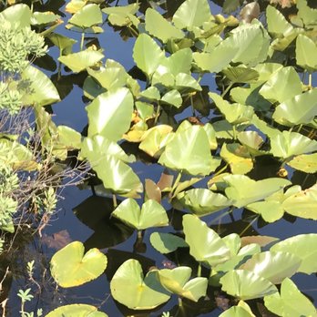 Mt St Helens Visitor Center  - Lily pads - Visitor Centers Near Me - Castle Rock, Washington