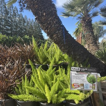 Moon Valley Nurseries - Christmas Trees Near Me - Roseville, California Moon Valley Nurseries - Christmas Trees Near Me - Roseville, California