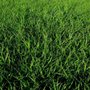 Photo of Winter Garden Grassing