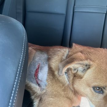 Paradise Point Animal Hospital - Reopened wound - Veterinarians Near Me - Phoenix, Arizona Paradise Point Animal Hospital - Reopened wound - Veterinarians Near Me - Phoenix, Arizona