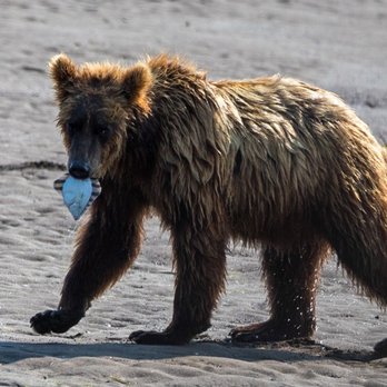 Sasquatch Alaska Adventure Co - Tours Near Me - Homer, Alaska Sasquatch Alaska Adventure Co - Tours Near Me - Homer, Alaska