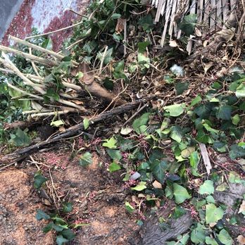 Preferred Expert Tree Service - chain link fence still running through the stump. Preferred tree was able to help after the fence contractor could not - Tree Services Near Me