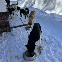 Snow Buddy Sled Dog Adventures - Feeding time at end of our run