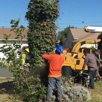 Jimmie's Tree Service - Tree Services Near Me Jimmie's Tree Service - Tree Services Near Me