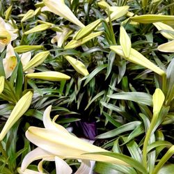 Menards - Easter lillies  March 2024