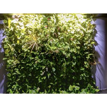 Aquatic Impressions - Aquarium Services Near Me