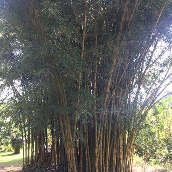 Twin Falls Trail - Bamboo bunch - Hiking Near Me - Haiku, Hawaii Twin Falls Trail - Bamboo bunch - Hiking Near Me - Haiku, Hawaii