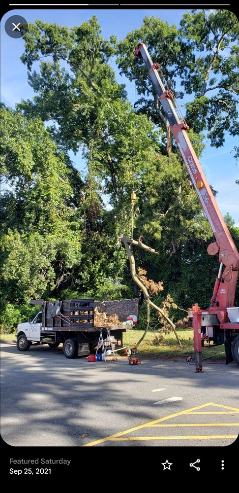 Low Cost Tree Removal and Trim - tree service in Charlotte, NC