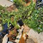 Photo of Luis Junk Removal and More