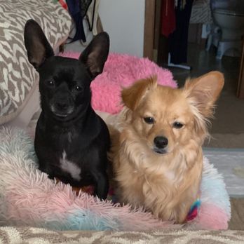 Rustic Acres Pet Lodge - Kloe' & Anie & Lucy are big fans - Pet Groomers Near Me - Juneau, Wisconsin Rustic Acres Pet Lodge - Kloe' & Anie & Lucy are big fans - Pet Groomers Near Me - Juneau, Wisconsin