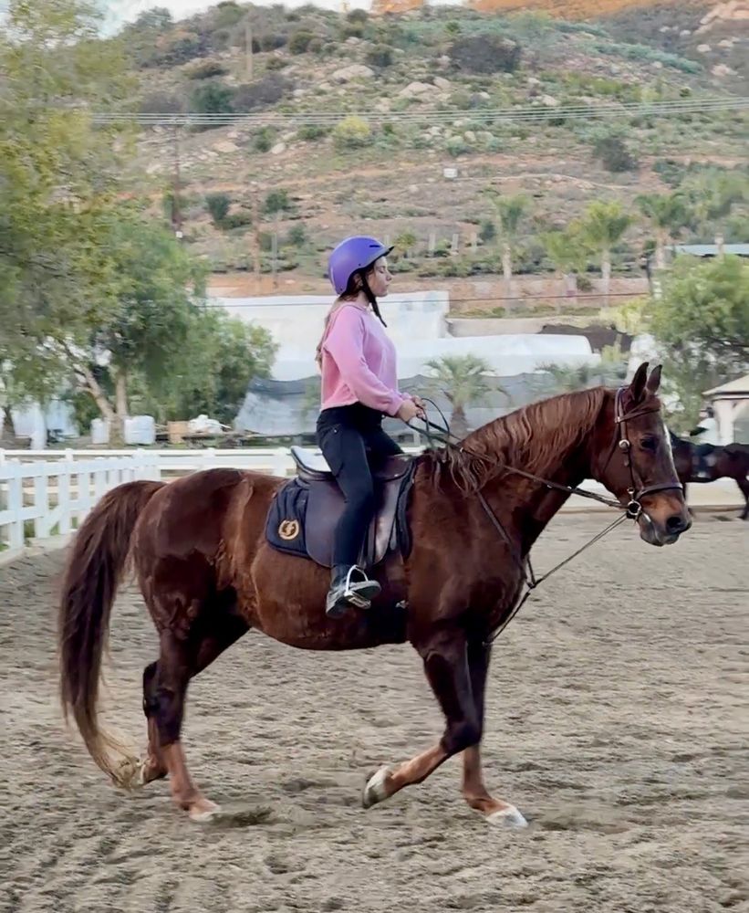 Liz Bolton Stables - equestrian in San Marcos, CA
