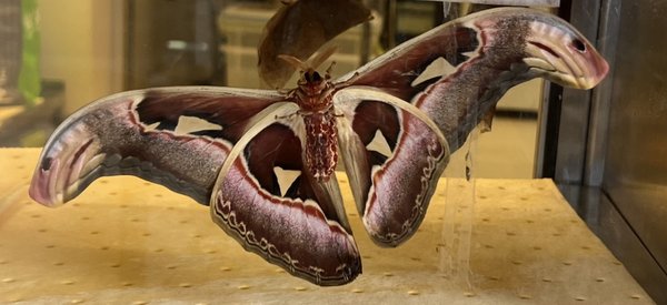 Smithsonian National Museum of Natural History by null