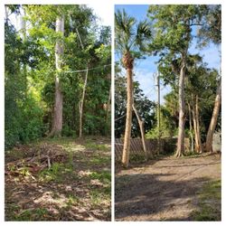 A Branch Above The Rest Tree Service - Before/After