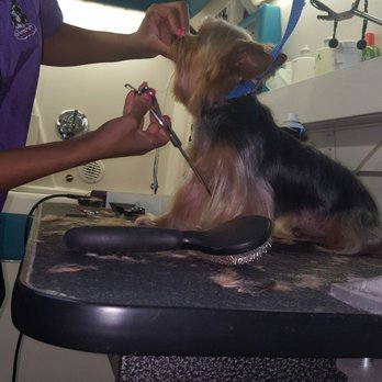 Cradled Pups - Pet Groomers Near Me