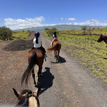 4D Quarter Horses - Horseback Riding Near Me - Kailua-Kona, Hawaii