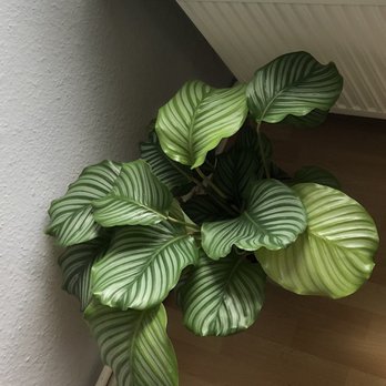 Volk Gärtnerei - Calathea - Flowers & Gifts Near Me - Braunschweig, NI Volk Gärtnerei - Calathea - Flowers & Gifts Near Me - Braunschweig, NI