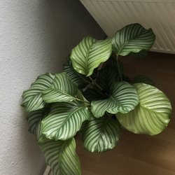 Volk Gärtnerei - Calathea