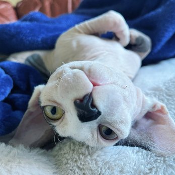Beeblebrox Sphynx - Pet Breeders Near Me - Port Sanilac, Michigan Beeblebrox Sphynx - Pet Breeders Near Me - Port Sanilac, Michigan