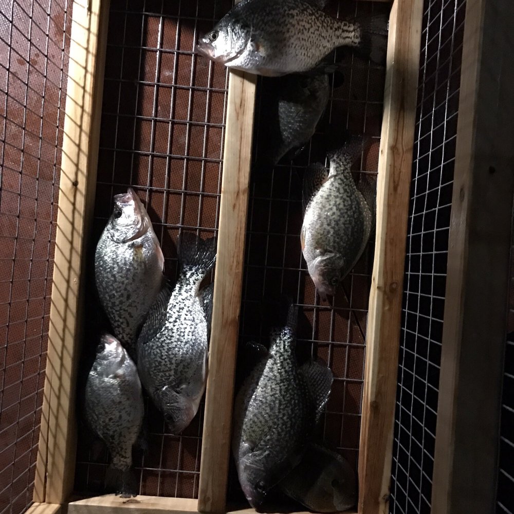 Indian Beach Resort - Kiddos caught a couple of crappie fishes at night. - Hotels Near Me - Glenhaven, California Indian Beach Resort - Kiddos caught a couple of crappie fishes at night. - Hotels Near Me - Glenhaven, California
