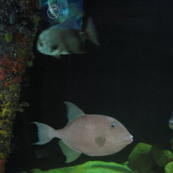 Jennette's Pier - Aquariums Near Me - Nags Head, North Carolina