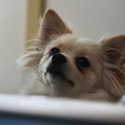 Barking Paws