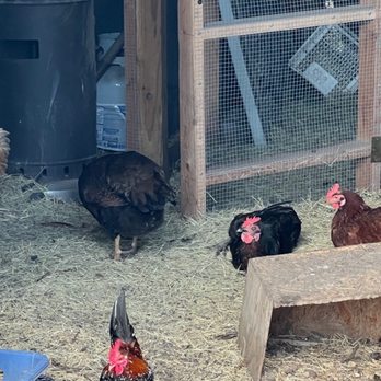 Bracken Store and Ice House - Chickens chillin' - Food Trucks Near Me - San Antonio, Texas Bracken Store and Ice House - Chickens chillin' - Food Trucks Near Me - San Antonio, Texas