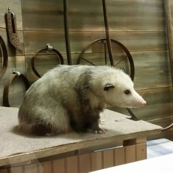 Chattahoochee Nature Center - Opossums are cute when they aren't terrorizing us on dark roadways. - Botanical Gardens Near Me - Roswell, Georgia