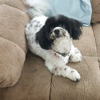 Tailwaggers - My maltipoo. Perfect cut. Hes gorgeous and so soft - Pet Groomers Near Me - Fresno, California Tailwaggers - My maltipoo. Perfect cut. Hes gorgeous and so soft - Pet Groomers Near Me - Fresno, California