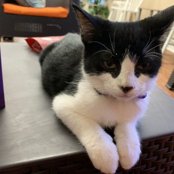 The Casual Cat Cafe - Pet Stores Near Me - Richland Hills, Texas