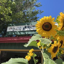 Ball Fruit - Beautiful, tall sunflowers outside the stand