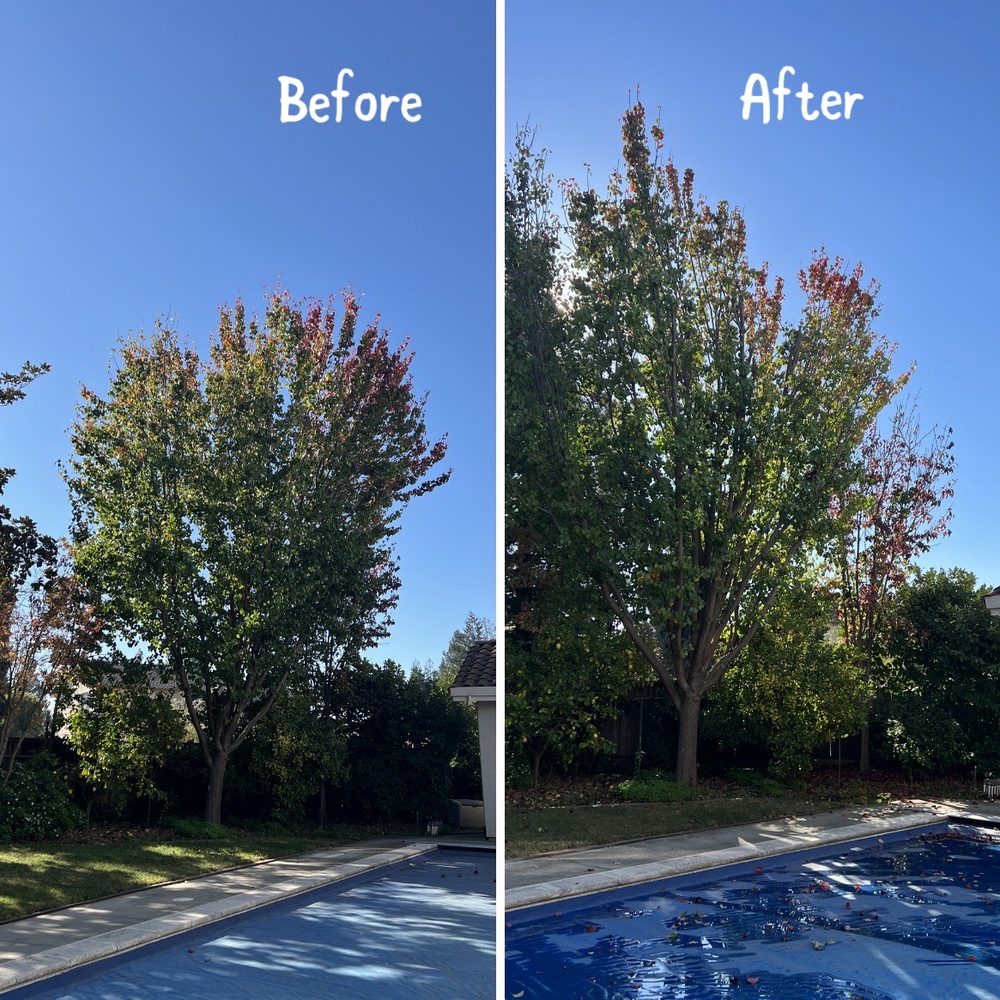Caliarbor - Straightened a leaning tree - Tree Services Near Me Caliarbor - Straightened a leaning tree - Tree Services Near Me