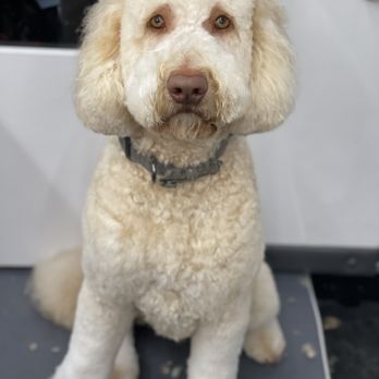 Divine Dogs Mobile Grooming - She knew minion was scared and took great care of him. - Pet Groomers Near Me