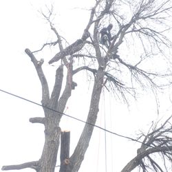 Front Range Forestry Services - Tom doing a very difficult removal with a deadly branch hanging in the canopy. Job went smooth as butter, and the logs made beautiful lumber