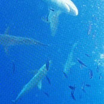 Hawaii Shark Encounters - Sharks from our GoPro we took with us. - Diving Near Me - Haleiwa, Hawaii Hawaii Shark Encounters - Sharks from our GoPro we took with us. - Diving Near Me - Haleiwa, Hawaii